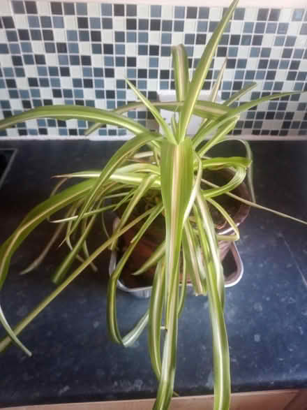 Photo of free Spider plant (Lawnswood, Leeds LS16) #2