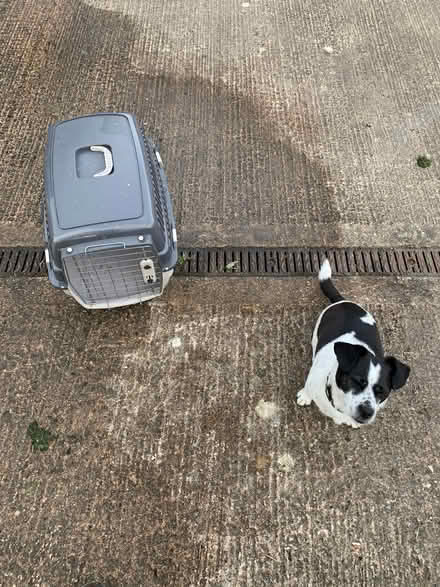 Photo of free Dog crate & carry case (Maesbrook SY10) #1