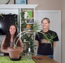 Photo of free Aloe ciliaris stem cuttings (Dublin central) #3
