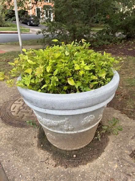 Photo of free Planter (Kensington) #1