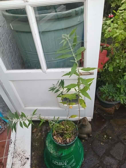 Photo of free Small buddleia plant. (Eastbourne BN20) #1