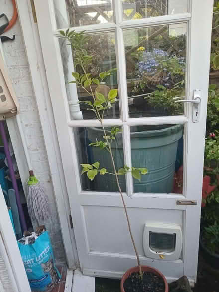 Photo of free Small elder tree. (Eastbourne BN20) #1
