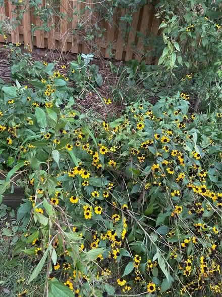Photo of free Rose of Sharon & Black-Eyed Susan (Mayfair Place, Crofton) #1