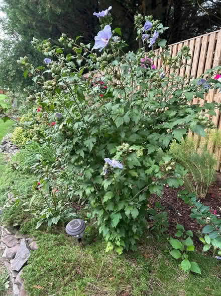 Photo of free Rose of Sharon & Black-Eyed Susan (Mayfair Place, Crofton) #3