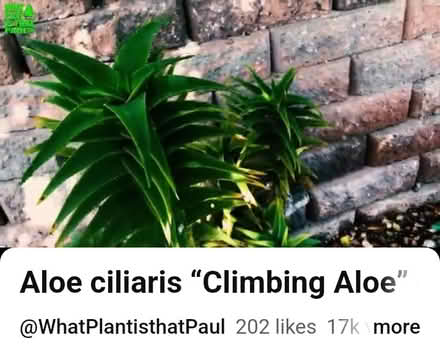 Photo of free Aloe ciliaris stem cuttings (Dublin central) #4