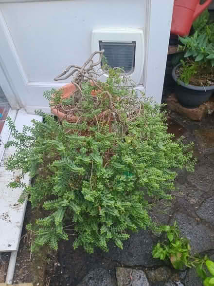 Photo of free Hebe plant (Eastbourne BN20) #1