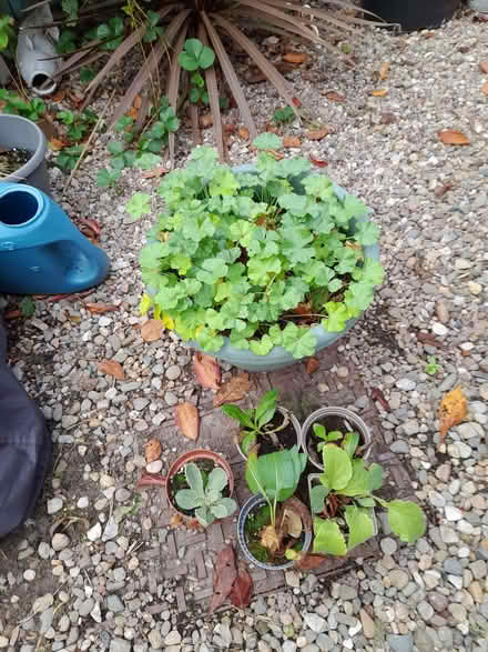 Photo of free Plants (Westbury SY5) #1