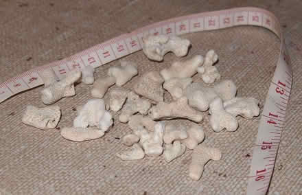 Photo of free Bleached coral for craft, decorative or aquarium use (South End MK42) #2