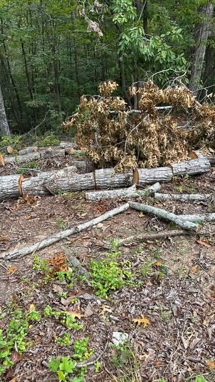 Photo of free Red oak logs cured fire wood (Dahlonega) #2