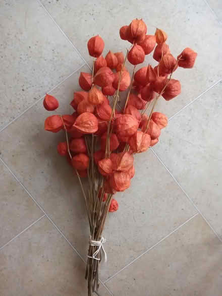 Photo of free Chinese Lanterns (Baldock - near centre. SG7) #1