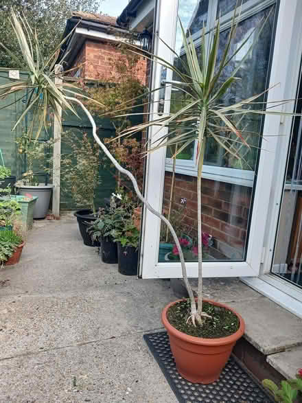 Photo of free 2 House plants (Hampden park) #1