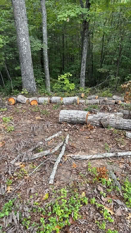 Photo of free Red oak logs cured fire wood (Dahlonega) #1