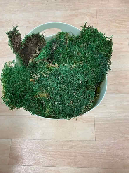 Photo of free Moss (Leaside) #2
