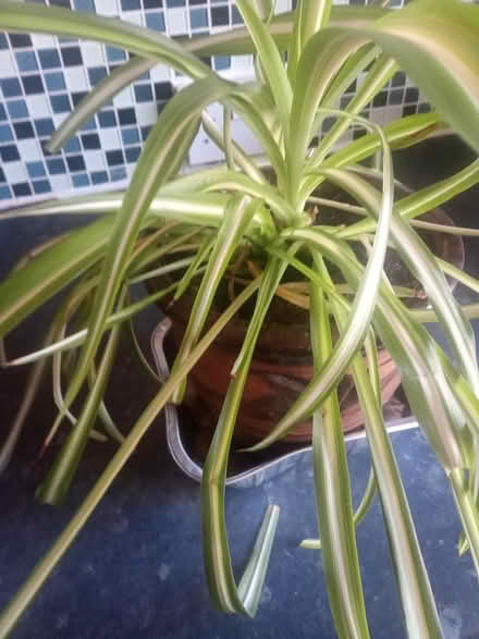 Photo of free Spider plant (Lawnswood, Leeds LS16) #1
