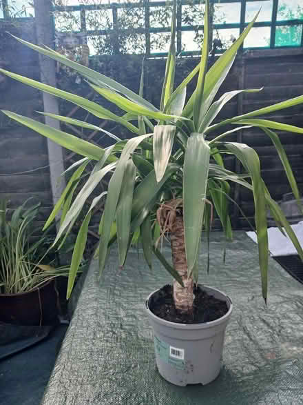Photo of free 2 House plants (Hampden park) #2