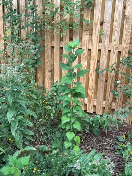 Photo of free Rose of Sharon & Black-Eyed Susan (Mayfair Place, Crofton) #2