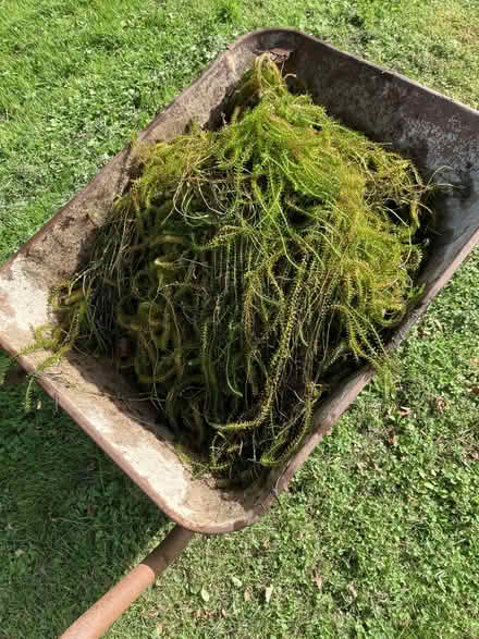 Photo of free Pond weed (Old Radnor LD8) #1