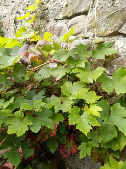 Photo of free Fresh vine leaves (Heysham LA3) #2