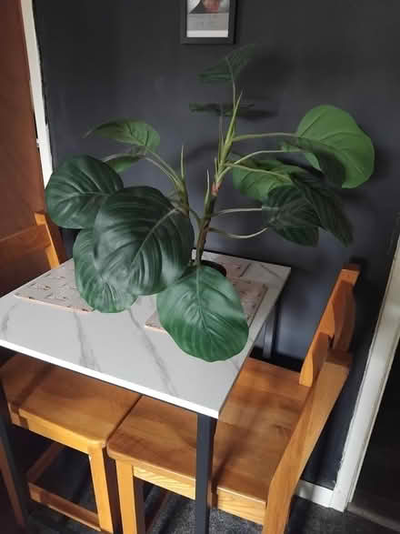 Photo of free small artificial rubber plant (Lowedges. S8) #1