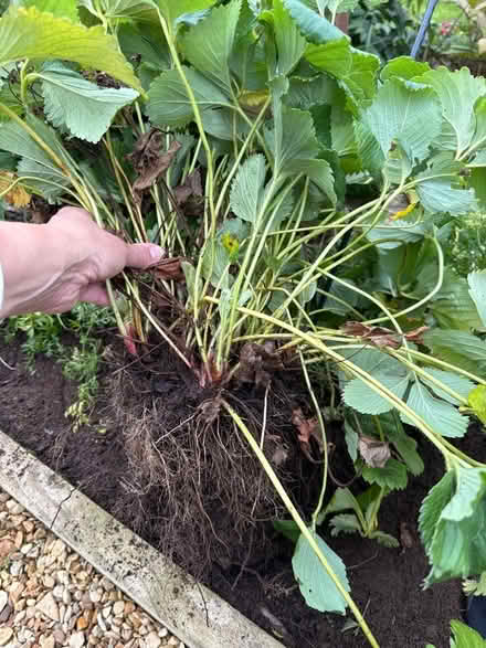 Photo of free Strawberry plant to split (Penrith CA11) #2