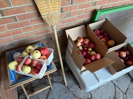 Photo of free Apples (Old Barrhaven) #2