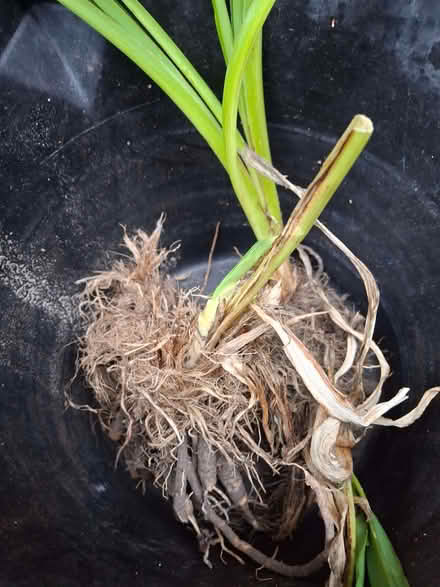 Photo of free Day Lilies (Hemerocallis) (Lightwater GU18) #1