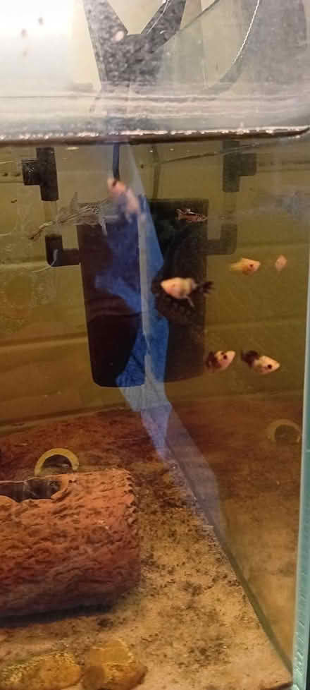 Photo of free Young orange and black mollies (Bognor Regis PO21) #2