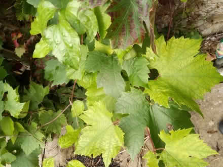 Photo of free Fresh vine leaves (Heysham LA3) #1