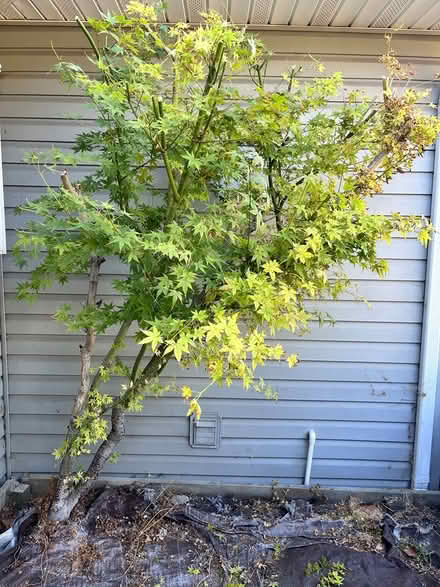 Photo of free Japanese Maple (dwarf) (Lawrence Expwy & Monroe Street) #1