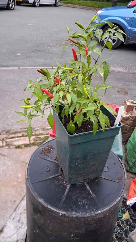 Photo of free Plant (Brinnington SK5) #1
