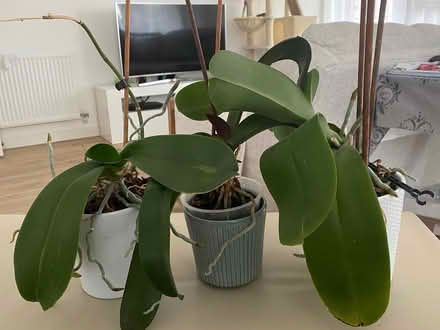 Photo of free House plants- 6 orchids (Upton Park E13) #1
