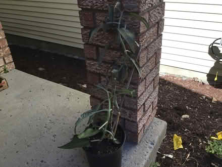 Photo of free Succulents (Hunt Club & Conroy) #1