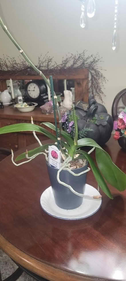 Photo of free Phalaenopsis Orchid - White (Gambrills off Waugh Chapel Rd) #1