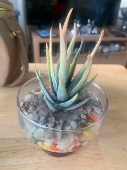 Photo of free Small fake cactus (Thamesmead DA18) #1