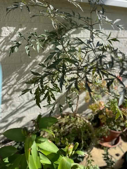 Photo of free Sambucas Black Lace seedling. (Hoddesdon EN11) #1