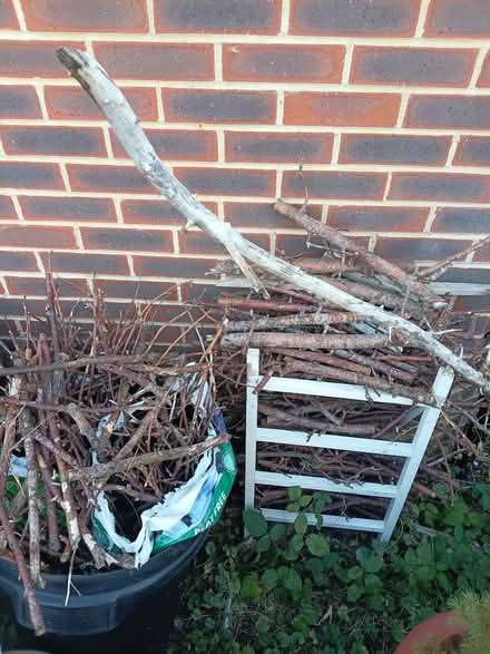 Photo of free Seasoned apple tree wood (Greater Leys OX4) #1