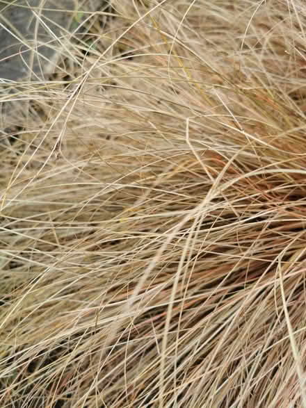 Photo of free Carex brown free plants (M35 Failsworth, Manchester) #2