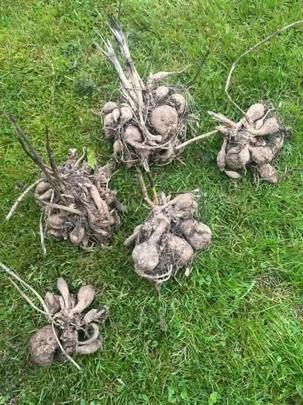 Photo of free Dahlia tubers (Waterlooville PO7) #1