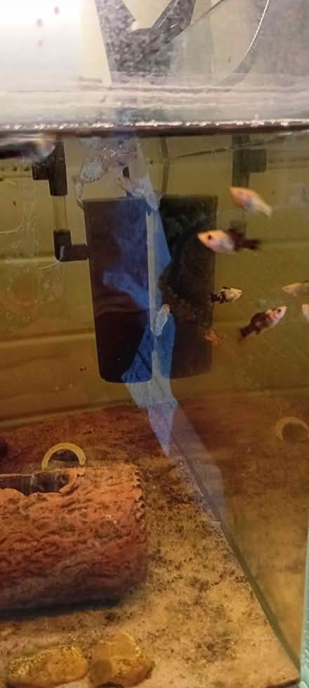Photo of free Young orange and black mollies (Bognor Regis PO21) #1