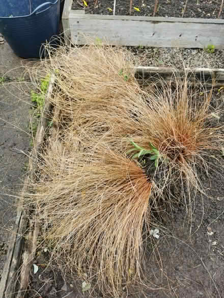 Photo of free Carex brown free plants (M35 Failsworth, Manchester) #1