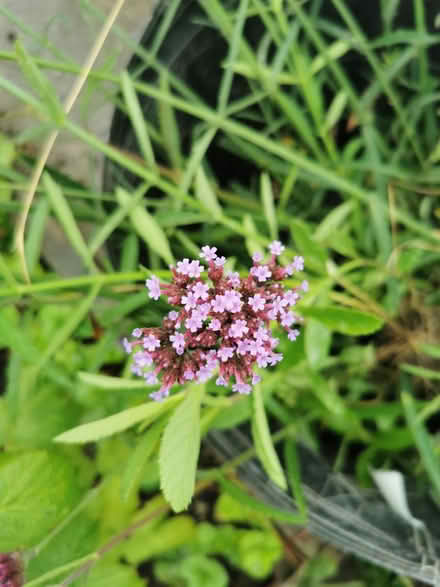 Photo of free plants verbena bonariensis (M35 Failsworth, Manchester) #2