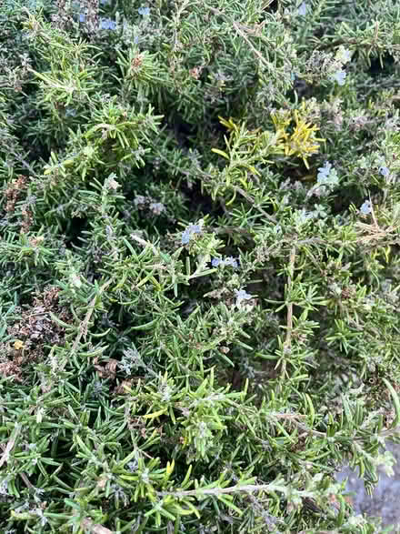 Photo of free Rosemary bushes (edible) (Lawrence Expwy & Monroe Street) #1