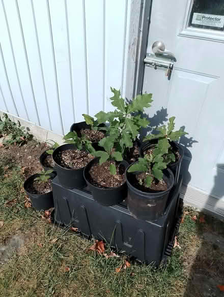 Photo of free More Free Items (South-End Guelph) #4
