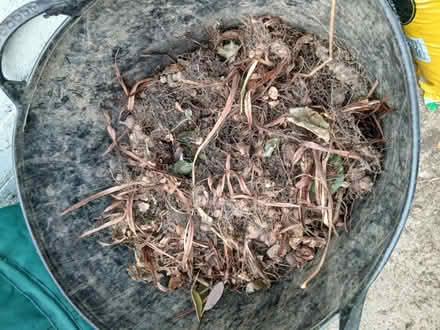 Photo of free Crocosmia corms (Beauchief, S8) #2