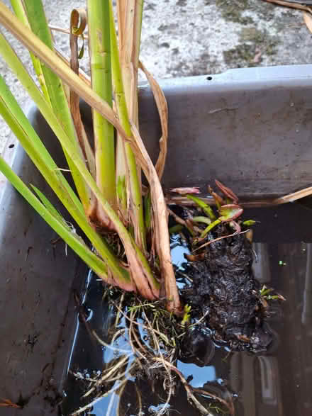 Photo of free Waterlily roots (Lightwater GU18) #1