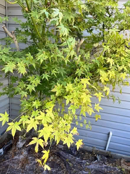 Photo of free Japanese Maple (dwarf) (Lawrence Expwy & Monroe Street) #2