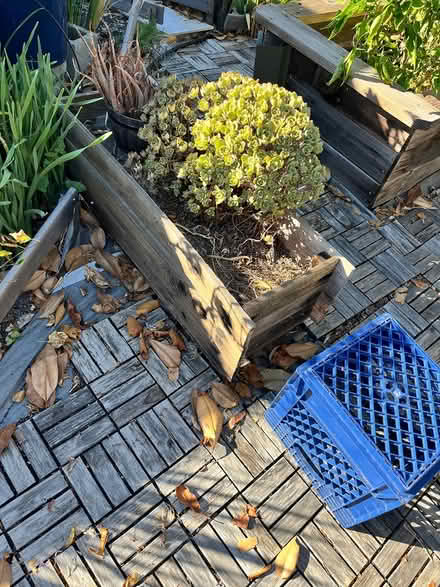 Photo of free 2 succulent planters (Lawrence Expwy & Monroe Street) #4