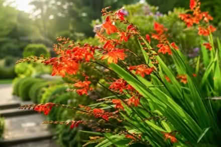Photo of free Crocosmia corms (Beauchief, S8) #1