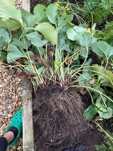 Photo of free Strawberry plant to split (Penrith CA11) #1