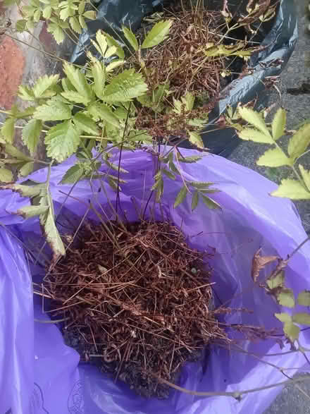 Photo of free A clump of pale pink Astilbe (Spring flowering) (Heskin Green PR7) #2